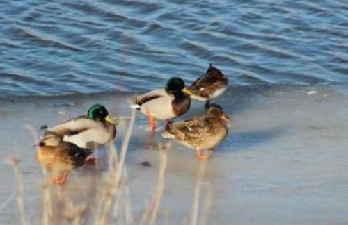 Haus Pilsumer Deichblick - Foto 21