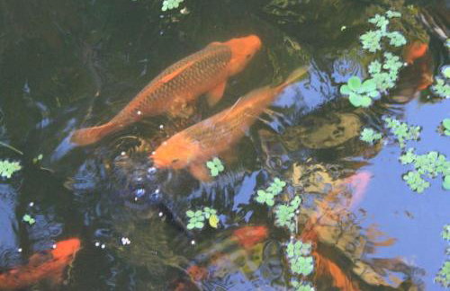 Rancho Refugio Verde AL - Foto 34