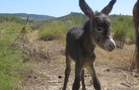 Fattoria Armonia - Foto 15