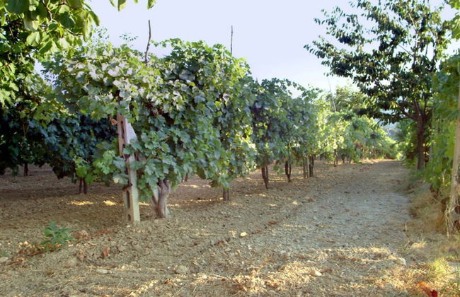 Agriturismo Belvedere Cramaccioli - Foto 21