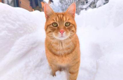 Wetlina 21 - Foto 46