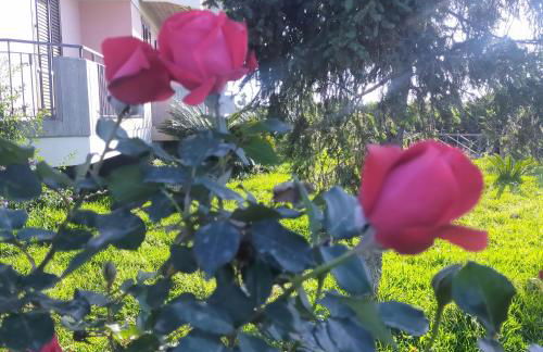 aranceto dell'Etna - Foto 43