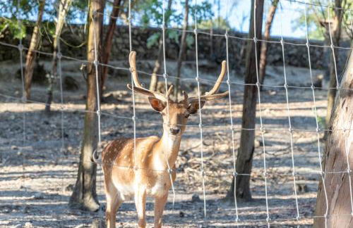 Quinta das Murgas - Photo 11