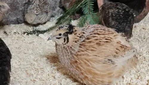 Landidylle Mertensdorf - Ferienwohnung - Foto 2