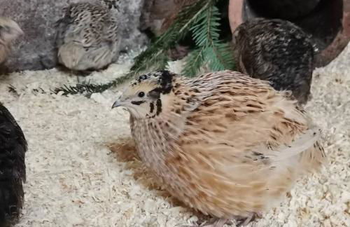 Landidylle Mertensdorf - Ferienwohnung - Foto 2