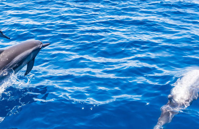 Observation de baleines et dauphins en bateau à fond de verre - Photo 1