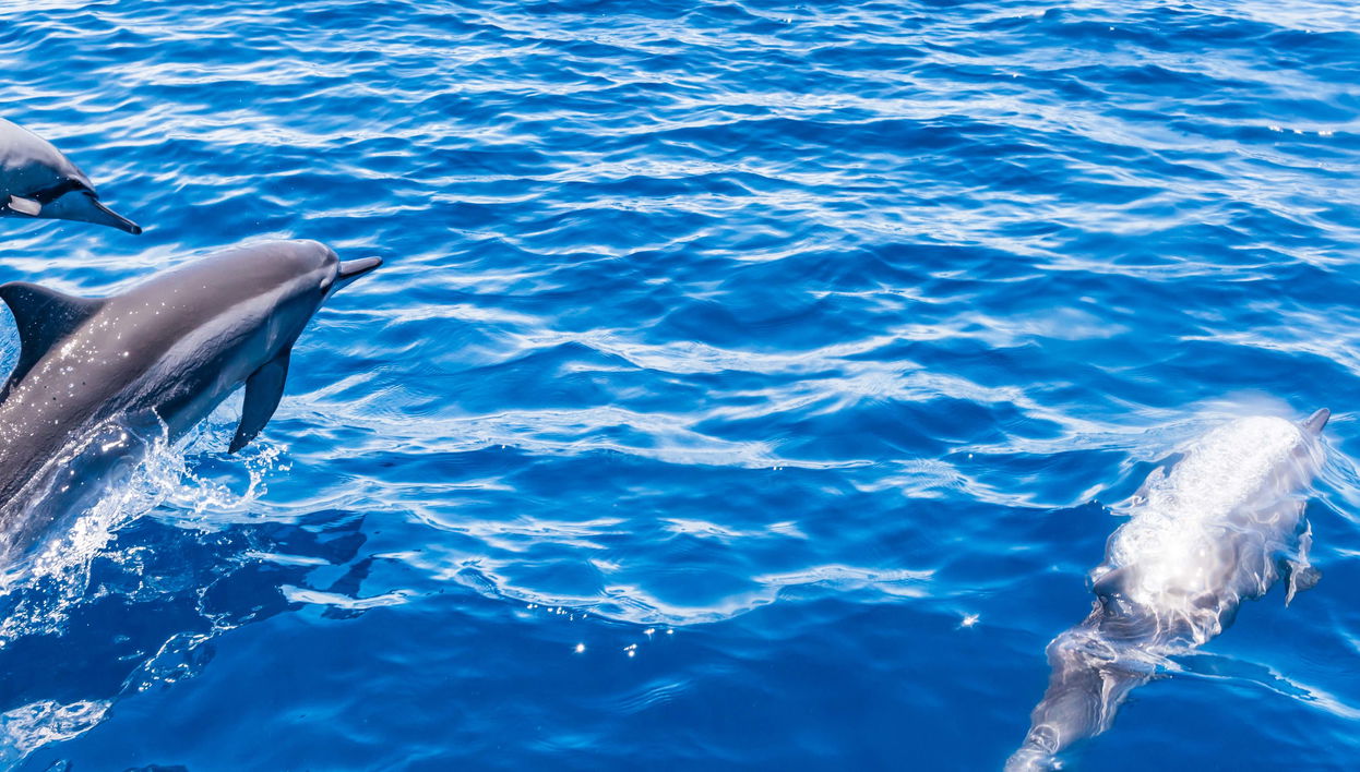 Avistamento de baleias e golfinhos em barco com fundo de vidro