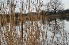 FeWo-Veronika-Apen - Foto 34