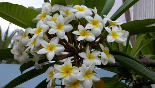 Apartamentos El Capricho - Foto 2, Garden