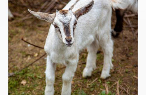 Kozy i Róże - Foto 27