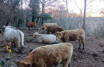 Carrer Esparreguera - Foto 30