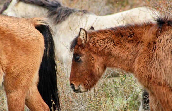 Balade à cheval au parc Tepuhueico - Photo 6