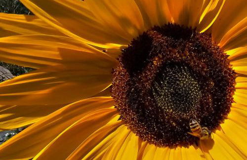 Near Red Rocks, Hiking and Skiing Kittredge Condo! - Foto 25