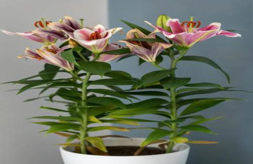 Pass the Keys Luxury 2 Bedroom Townhouse in Central St Albans - Photo 38