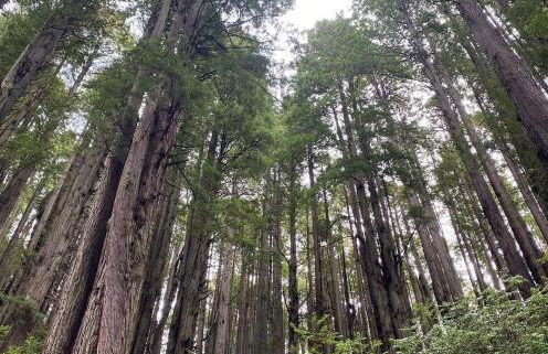 Trinidad Artist and Healing Retreat with Hot Tub - Foto 8