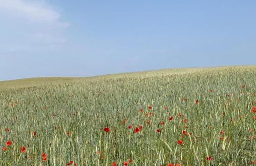 Apartment Altes Pfarrhaus in Plau am See - Foto 50