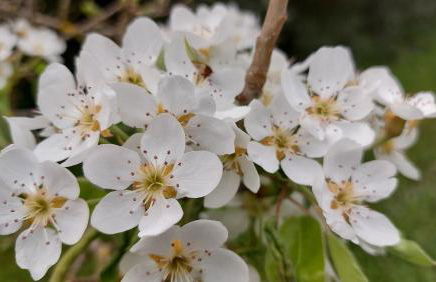 Home Green - Foto 26