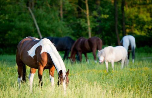 Gospodarstwo Agroturystyczne Stary Młyn Wilczkowice - Foto 80