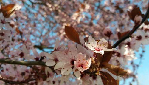 Apparthotel Ampertal - Foto 4