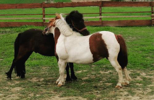 Agroturystyka Nad Łąkami - Foto 7