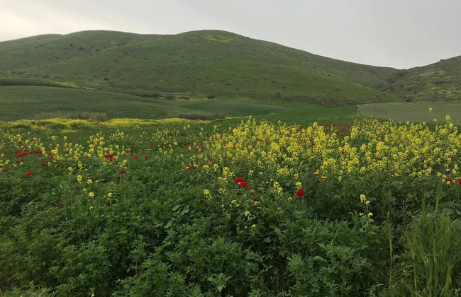 Zimmer BaSadot - Foto 35