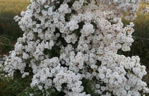 Agriturismo cavallin del papa - Foto 20