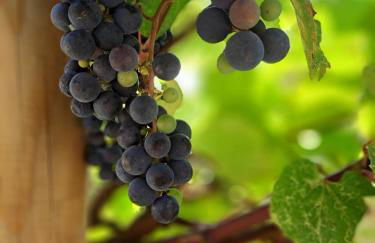 a casa di nonna Tarsilla-entire apartment,5 guests - Foto 16