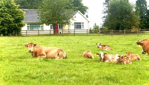 Knocknagore Cottage - Foto 3