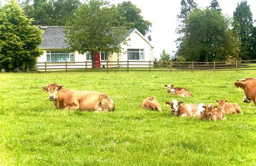 Knocknagore Cottage - Foto 3