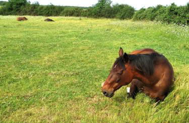 Chalets Moulière Evasion - Foto 39