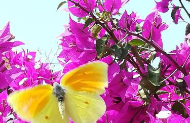 Lemon Tree Cottage - Foto 30