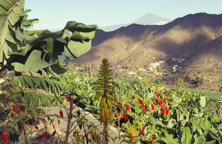 Casa Tajaraste - Foto 38