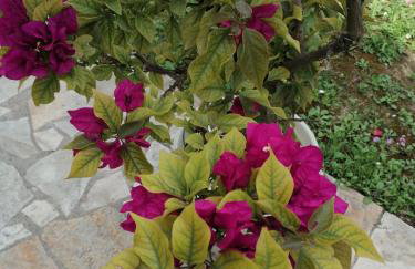 Makis Apartments - Foto 36