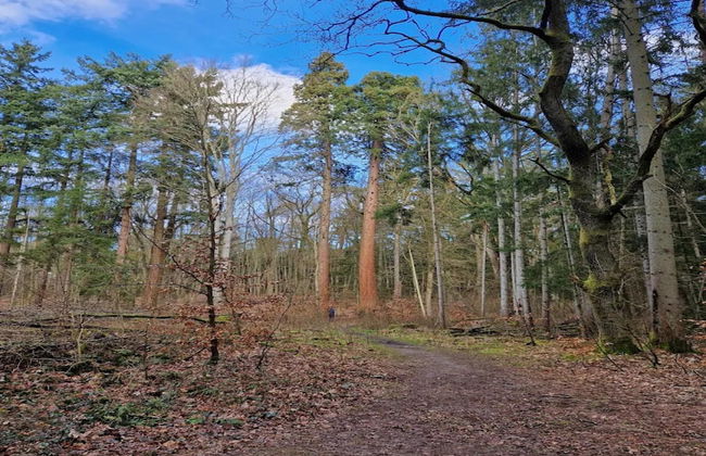 Chalet in Wendorf - Foto 22