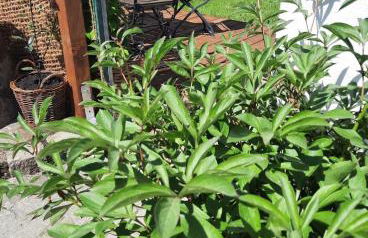 BACHMEIERs Stüber'l - Foto 26