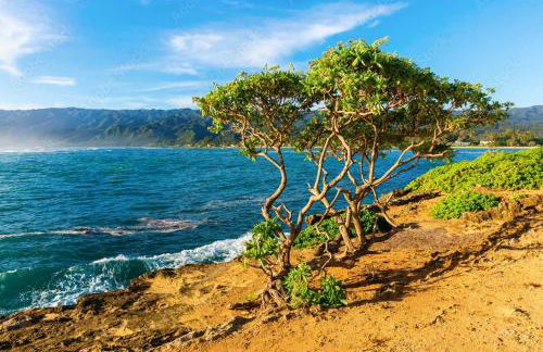 Naupaka Breeze Ocean View AC 30 DAY STAY SPECIALS! - Foto 13