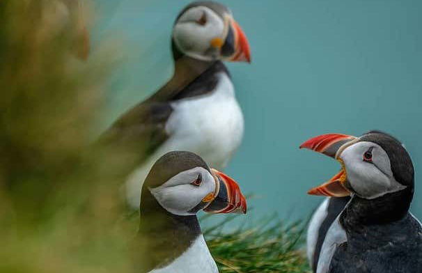 Avistamiento de frailecillos en Ingólfshöfði - Foto 7