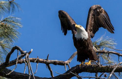 Folsom Old Town Escape • Cozy Cottage + Library - Foto 10