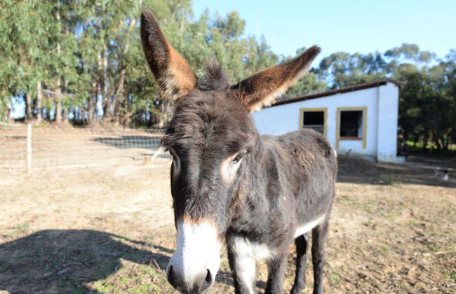 Quinta Pedagógica da Samoqueirinha Duna Parque Resorts & Hotels - Foto 40