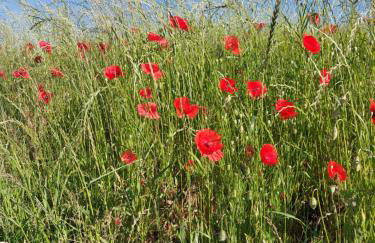 Gemütliche Zwei-Zimmer-Ferienwohnung "W1" in Zwenkau bei Leipzig im Neuseenland - Foto 23