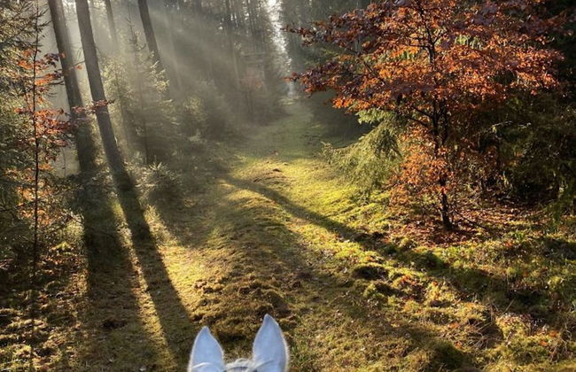 Holiday Home on a Riding Stable - Foto 31