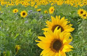 The TreeHouse Hideaway - Foto 20