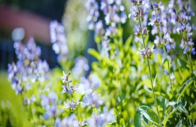 Salinera Apartments - Foto 17