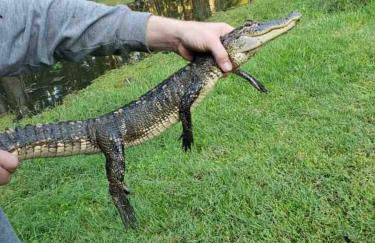 Lakefront Emerald Point wfirepit & kayaks - Foto 42