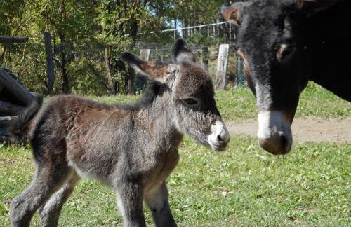Cuccaro Club - Val di Vara e Cinque Terre - Foto 41