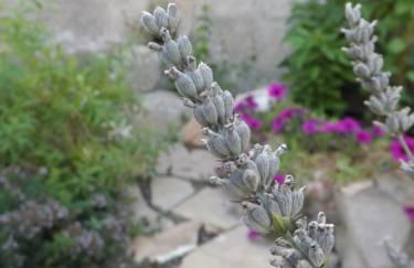 Stella Dei Campi - Foto 56