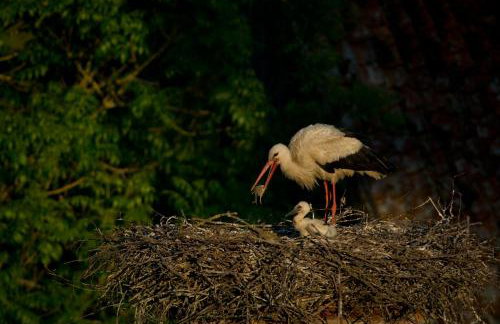 Żywkowo Bocianie Gospodarstwo Rolne - Foto 26