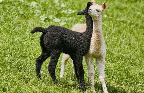 Appartamenti La Sajun & Les Viles - Foto 59