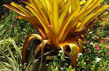 The Butterfly Cottage - Certified Butterfly Sanctuary - Ocean View Hot Tub - Authentic Keys Charm - Foto 26