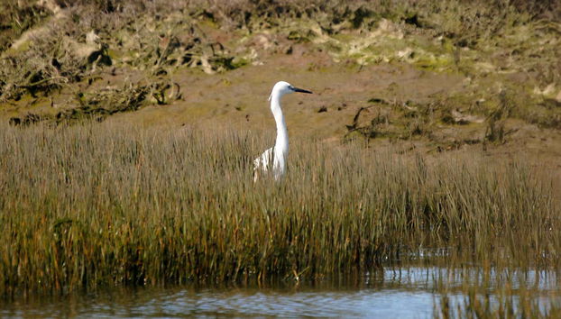 Observando aves na Ria Formosa